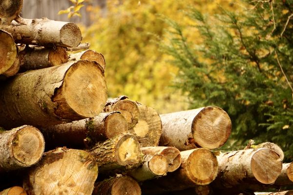 Wood Pile Removal in Downingtown