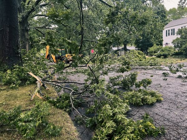Tree Branch Disposal in Downingtown