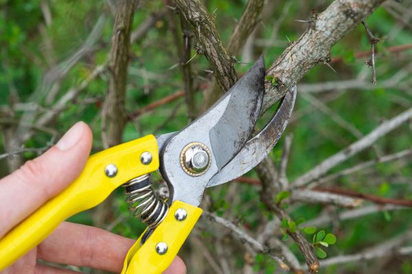 Limbs Removal in Downingtown