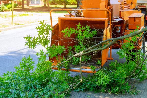Tree Branches Removal in Downingtown