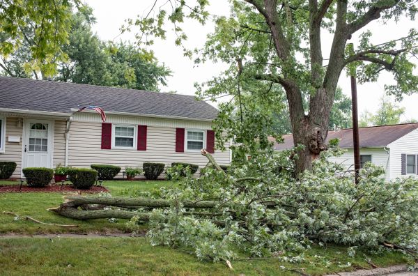 Fallen Branch Removal in Downingtown