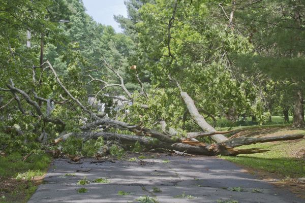 Tree Debris Removal in Downingtown